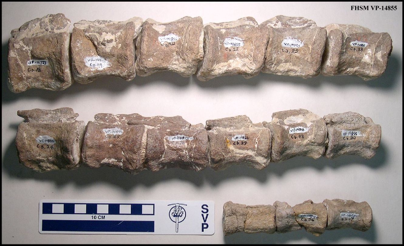 Niobrarazaur Wikipedia, wolna encyklopedia